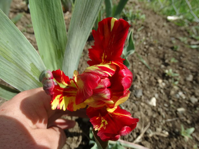 DSC00401 - Plante in gradina 2015