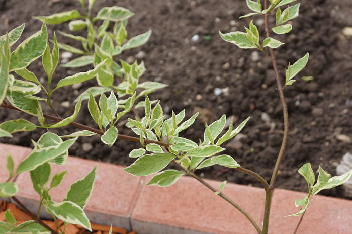 DSC00621; cornus elegantissima
