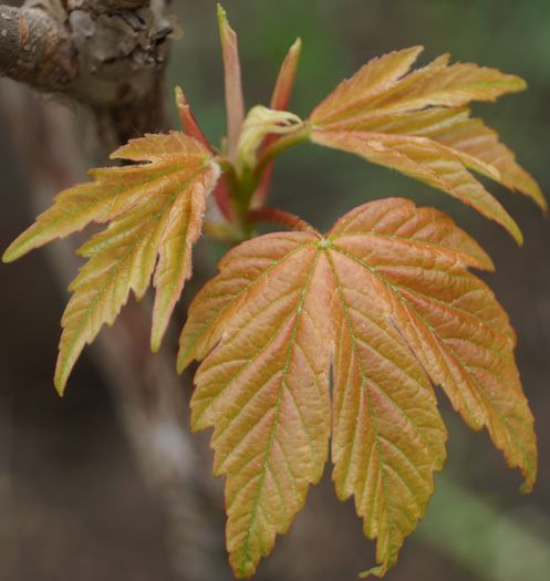 DSC00640; acer brilliantissimum
