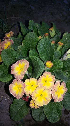 20150427_201312 - 2015 in gradina mea