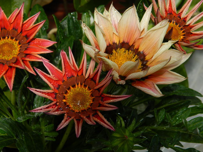 DSCN5789 gazania - 2015_MAI