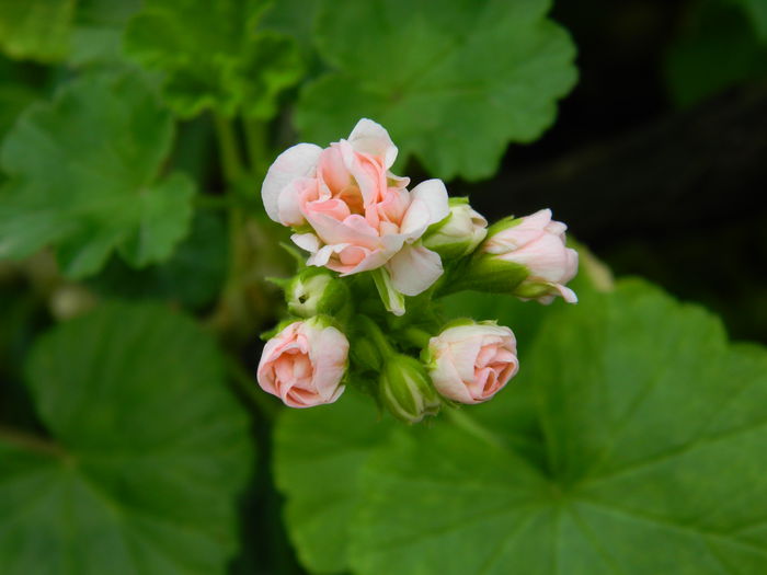 DSCN5821 - 2015_MAI