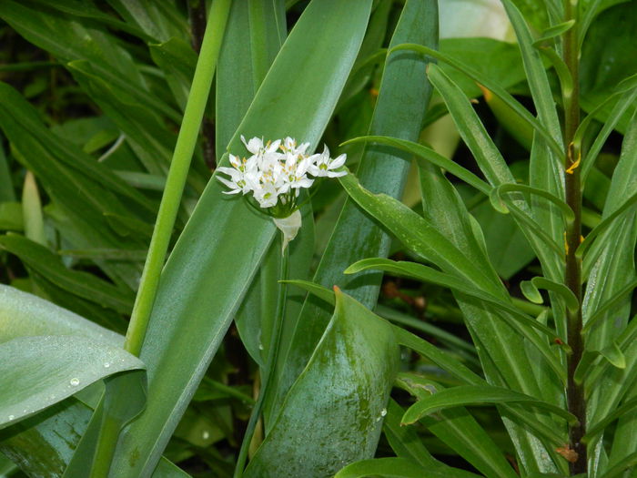 DSCN5825 - 2015_MAI