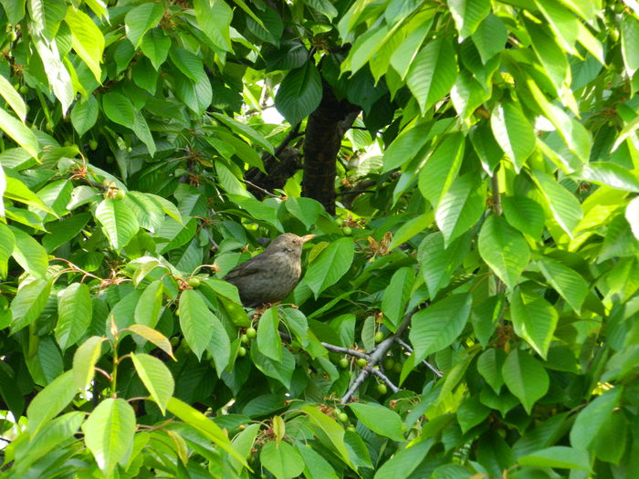DSCN5842 mierluta in cires - 2015_MAI