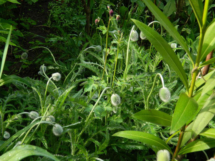DSCN5863 - 2015_MAI