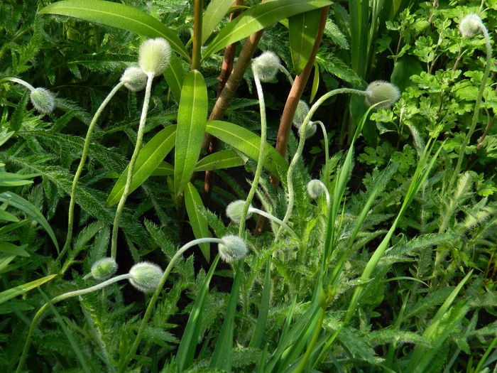 DSCN5864