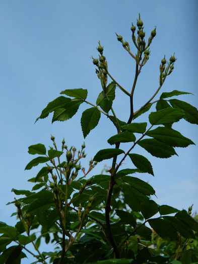 DSCN5872 - 2015_MAI