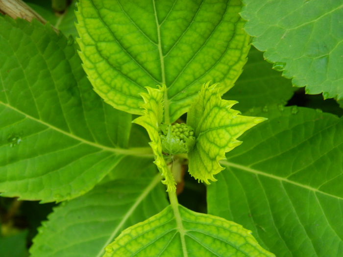 DSCN5882