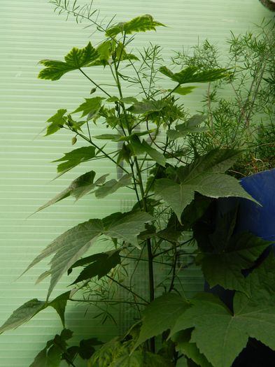 DSCN5897 - 2015_MAI