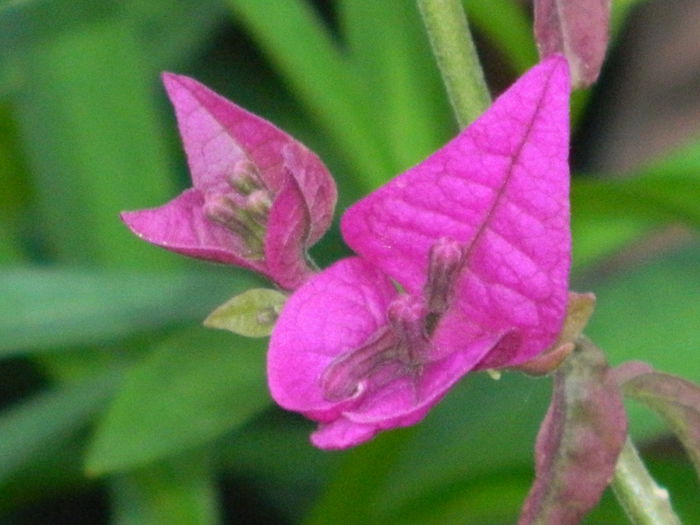 DSCN5907