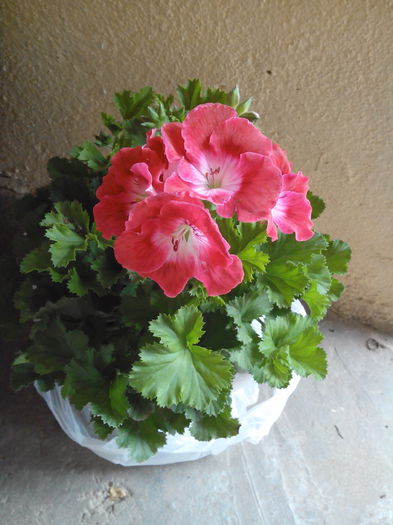 IMG_20150504_140458 - floricele 2015