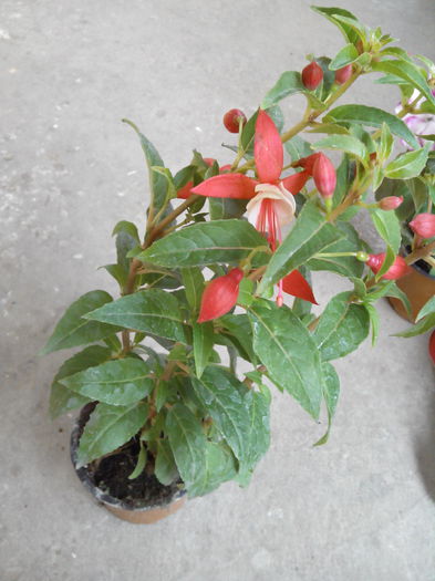 IMG_20150504_140437 - floricele 2015