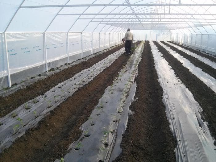 20150505_071046; Plantat rosii
