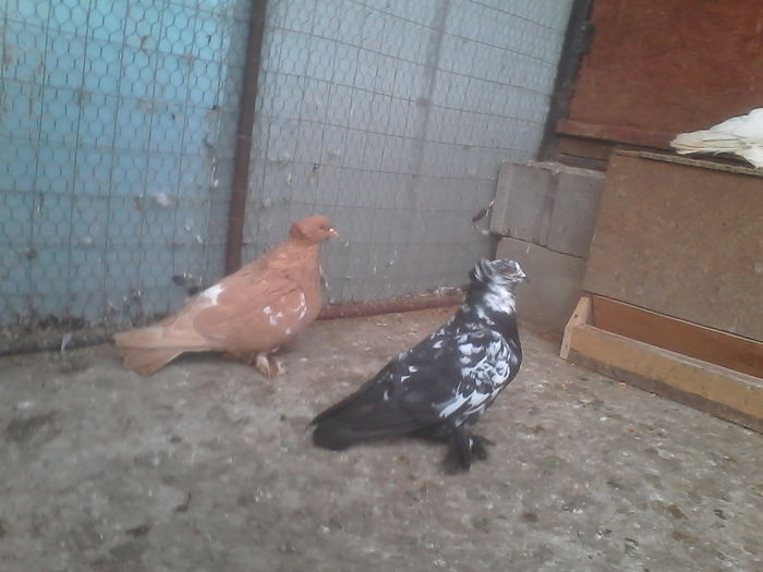 IMG_20150503_184955; Pereche 2014 de vinzare 150 ron.
