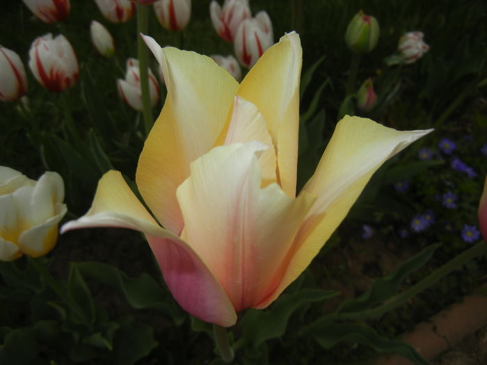 Tulipa Blushing Lady (2015, April 22)