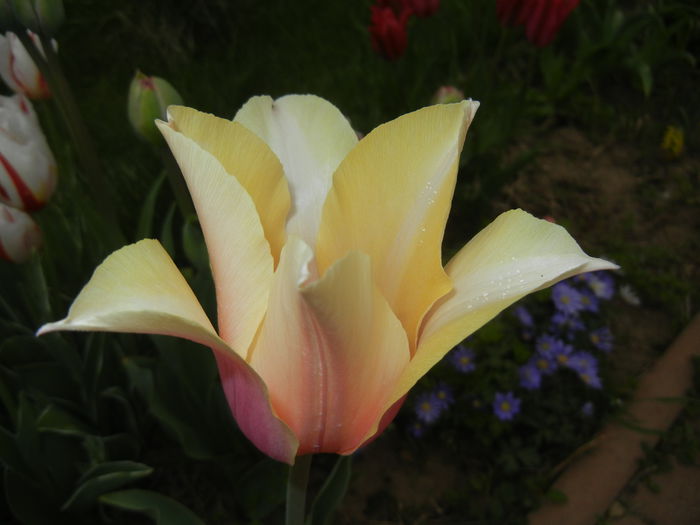 Tulipa Blushing Lady (2015, April 22)