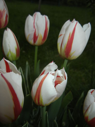 Tulipa Happy Generation (2015, April 22)