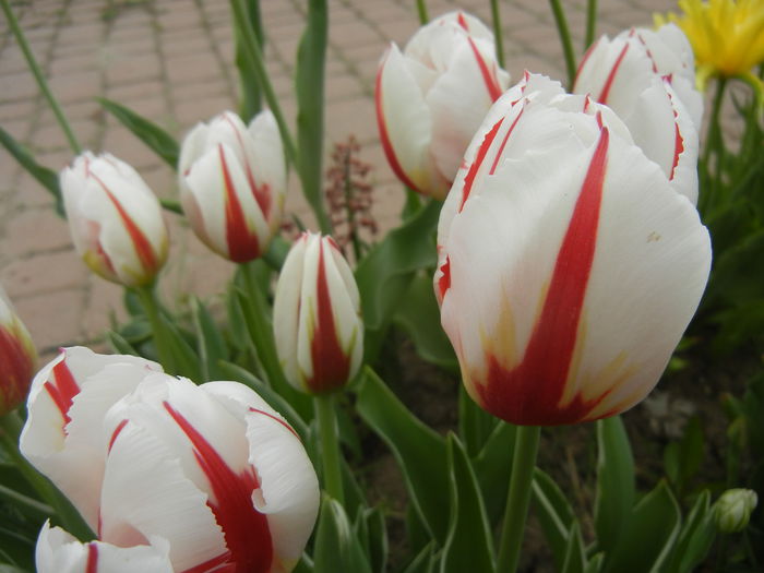 Tulipa Happy Generation (2015, April 22)