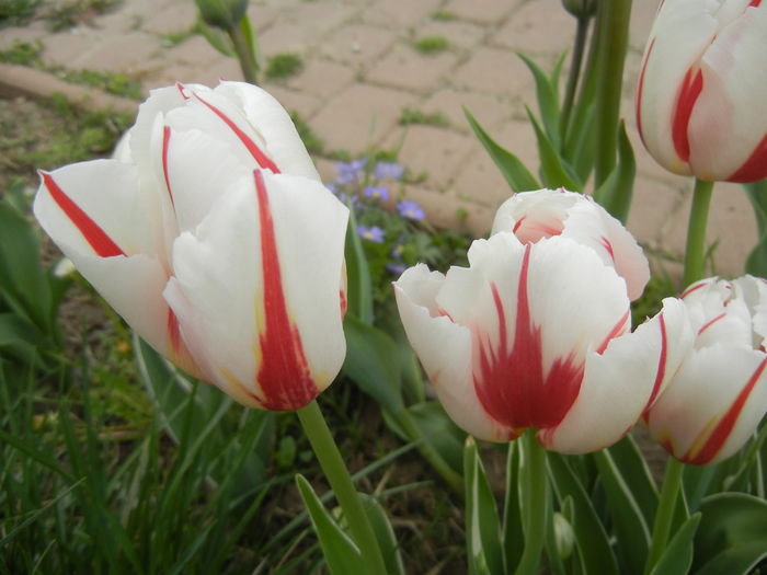 Tulipa Happy Generation (2015, April 22)
