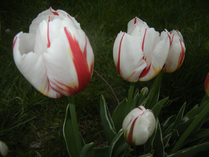 Tulipa Happy Generation (2015, April 22)