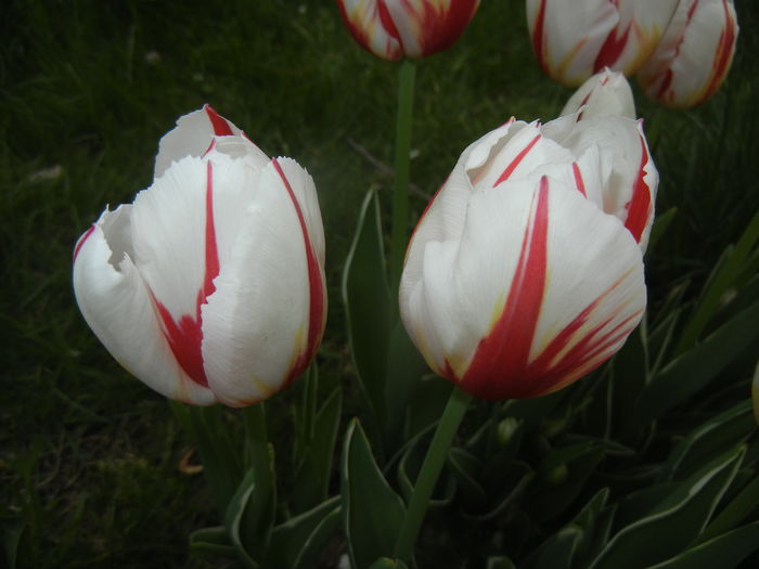 Tulipa Happy Generation (2015, April 22)