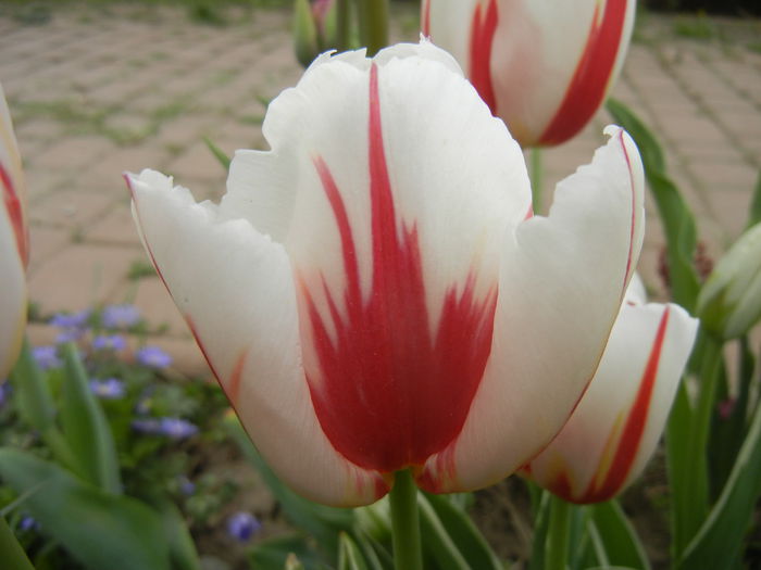 Tulipa Happy Generation (2015, April 22)