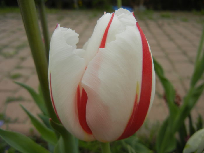Tulipa Happy Generation (2015, April 22)