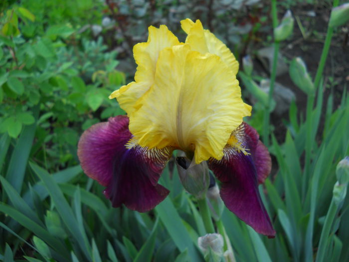 DSCN6246 - iris 2015