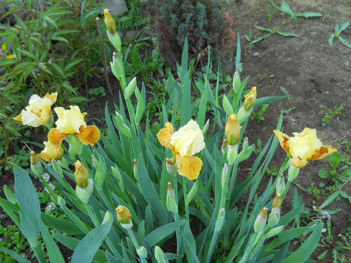 honey glazed - iris 2015