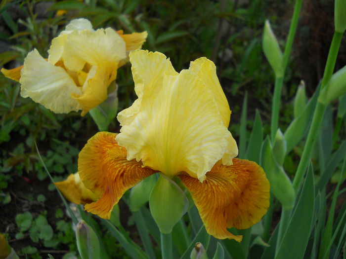 DSCN6237 - iris 2015