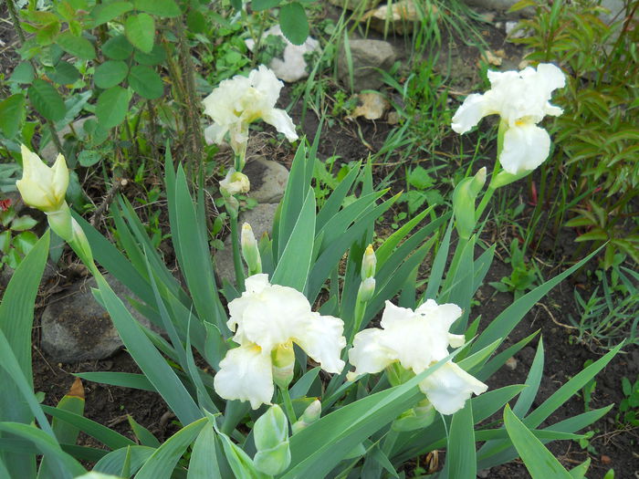 DSCN6239 - iris 2015