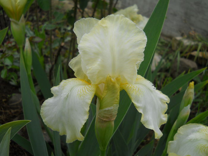 DSCN6242 - iris 2015
