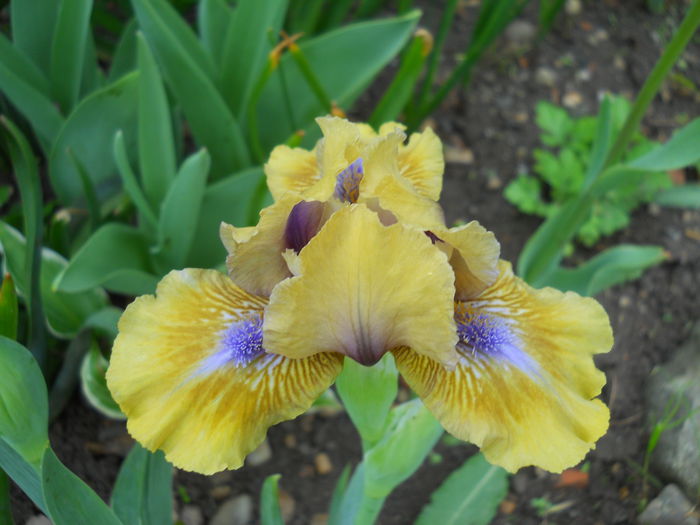 DSCN6217 - iris 2015