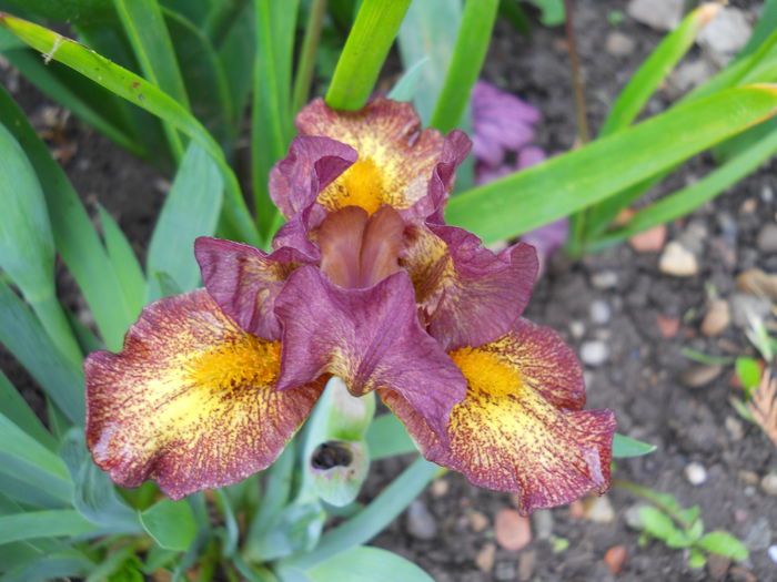 DSCN6219 - iris 2015