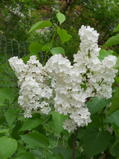 DSCN6226