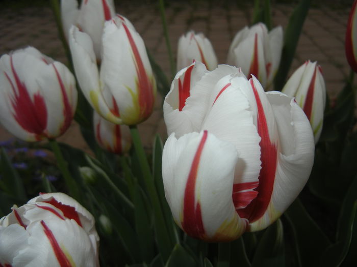 Tulipa Happy Generation (2015, April 22)