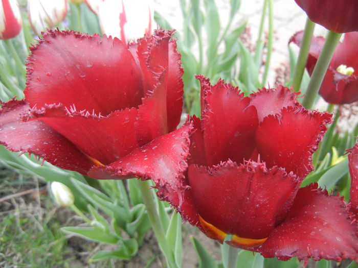 Tulipa Pacific Pearl (2015, April 22)