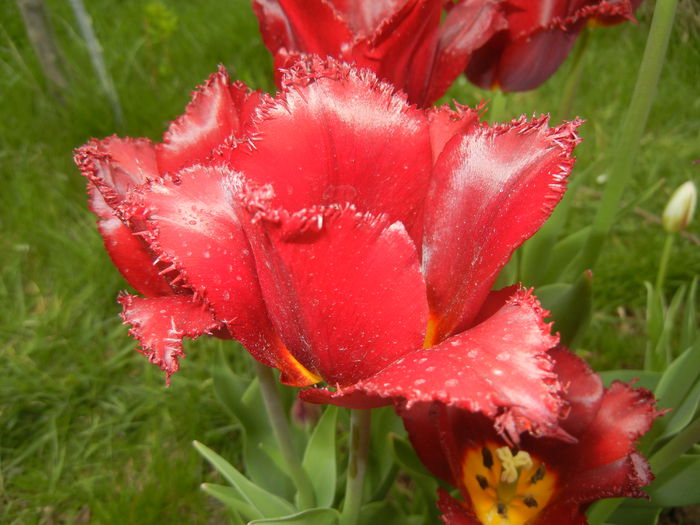 Tulipa Pacific Pearl (2015, April 22) - Tulipa Pacific Pearl