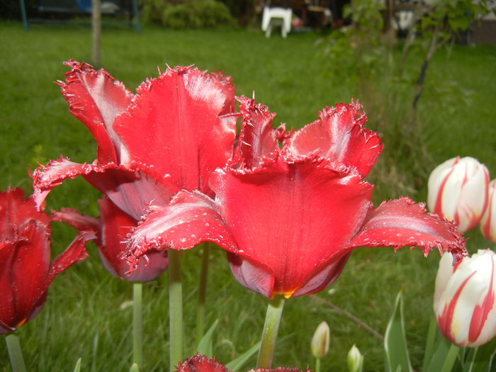 Tulipa Pacific Pearl (2015, April 22)
