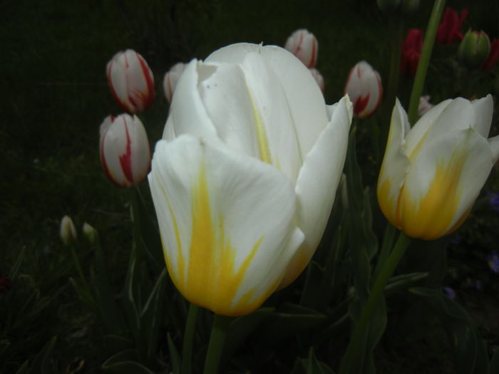 Tulipa Flaming Coquette (2015, April 22) - Tulipa Flaming Coquette