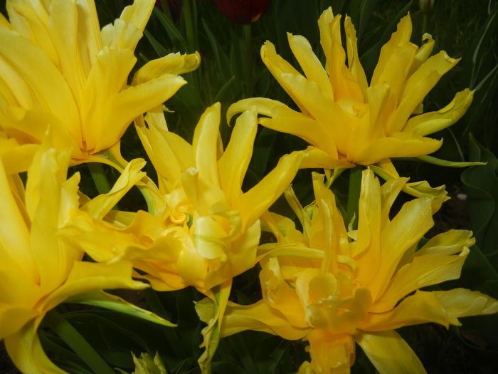 Tulipa Yellow Spider (2015, April 22)