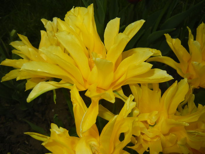 Tulipa Yellow Spider (2015, April 22) - Tulipa Yellow Spider