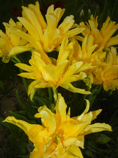 Tulipa Yellow Spider (2015, April 22) Tulipa Yellow Spider (2015, April 22)