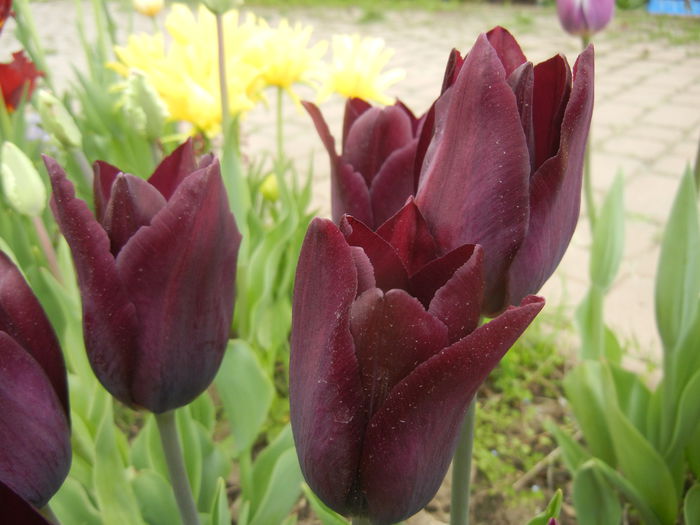 Tulipa Havran (2015, April 22)