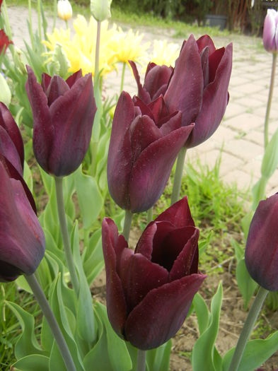 Tulipa Havran (2015, April 22)