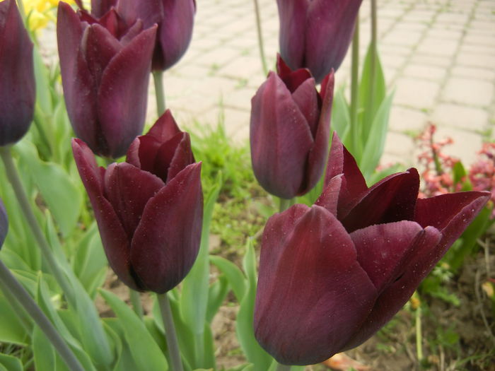 Tulipa Havran (2015, April 22) - Tulipa Havran