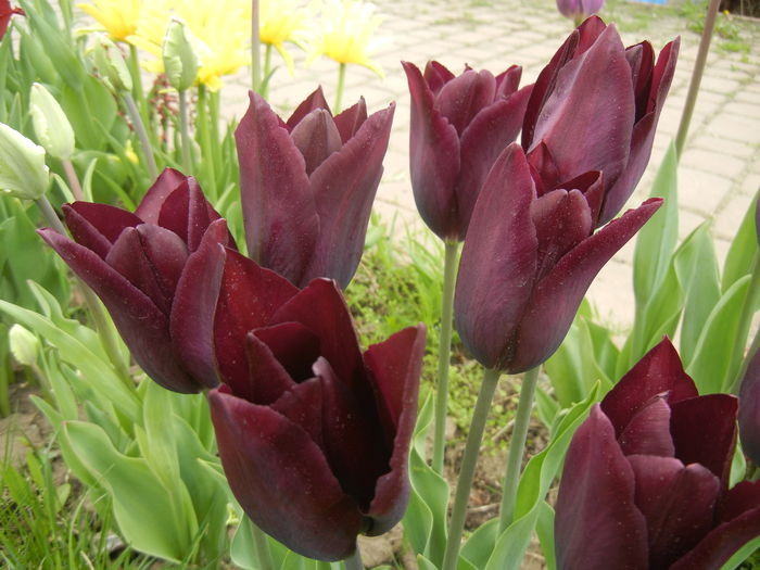 Tulipa Havran (2015, April 22) - Tulipa Havran