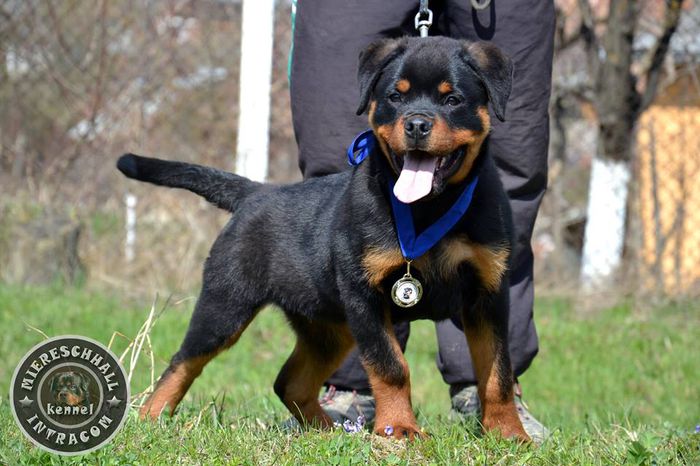 Rottguardian Slash - mascul Rottweiler