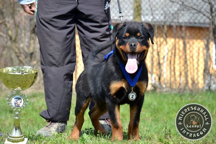 Rottguardian Slash - mascul Rottweiler; Rottguardian Slash - mascul Rottweiler
