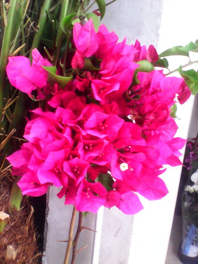 bougainvilee  ciclam inaltime 100cm.